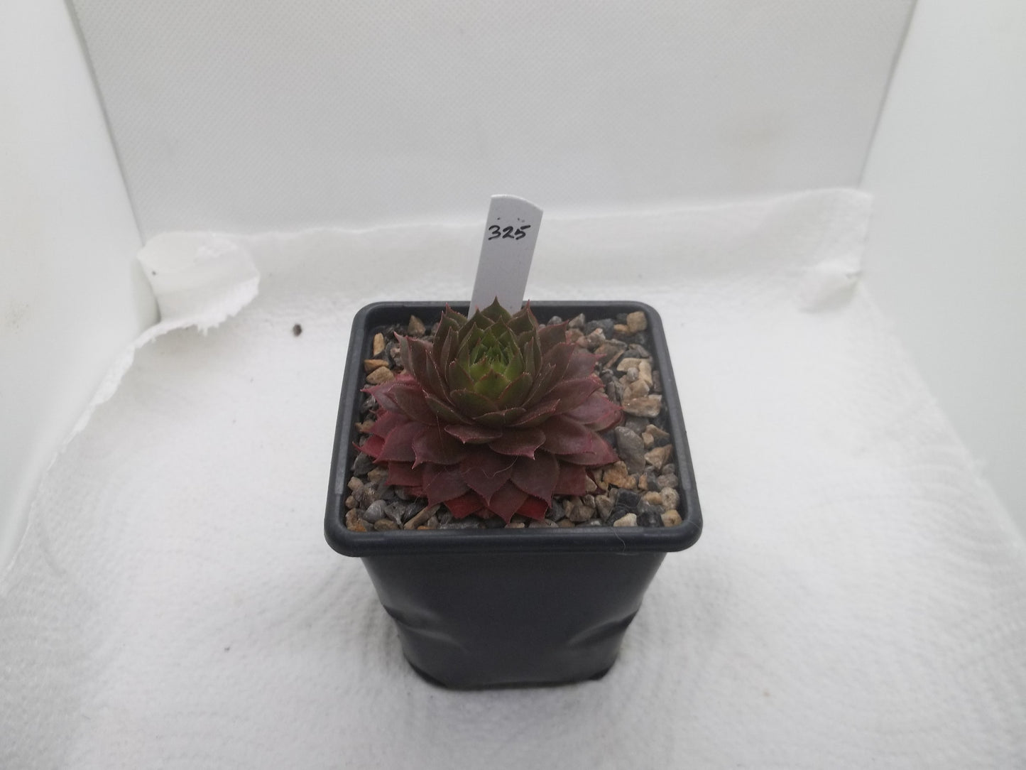 93. Sempervivum Casablanca